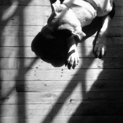 Dog, daisy, laying in the sunshine on the wood floors in the studio